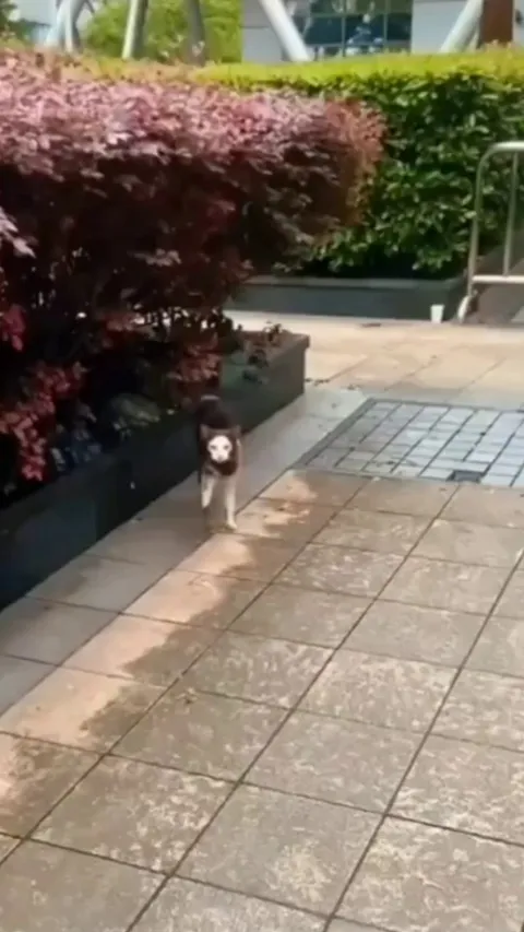 When your cat is truly one of a kind ❤️