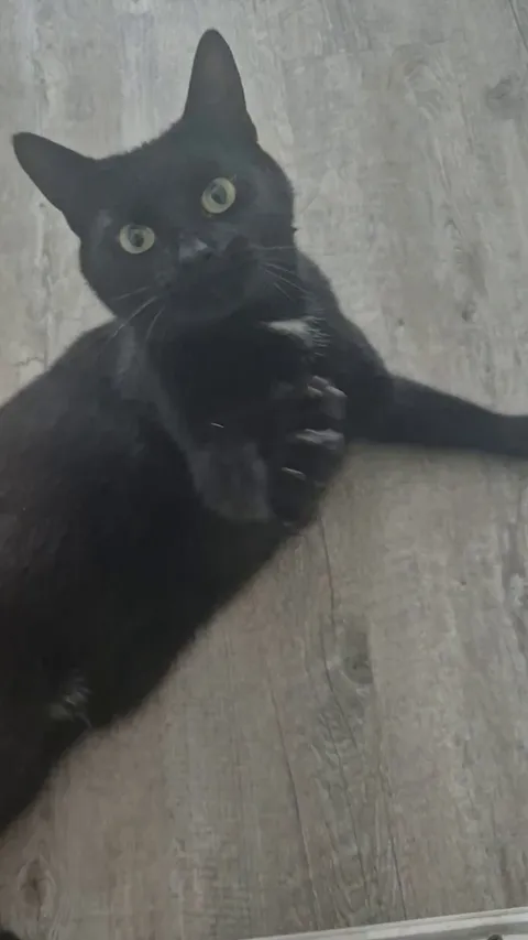 VICIOUS animal attack caught on camera