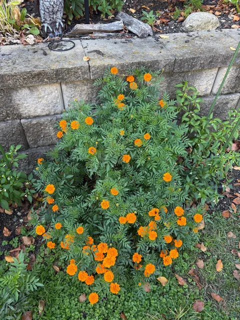Marigolds (the super plant)