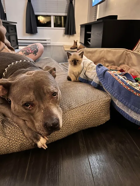 My husband spotted a box stuck under a truck driving through a parking lot in Burnaby, BC. He flagged the driver down and helped get the box unstuck. When he opened it, he found three tiny babies inside!