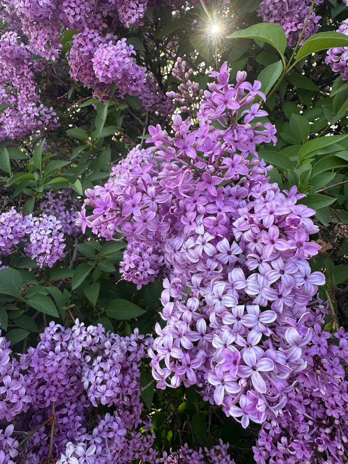 Time to brag about my lilac