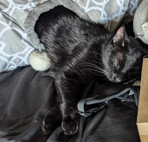 I'm a trucker and this is my co-driver 