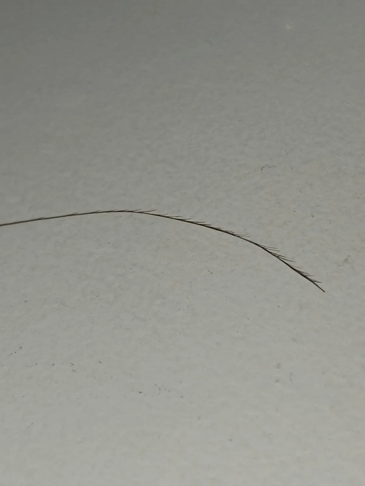 One of my hairs has 27+ split ends.