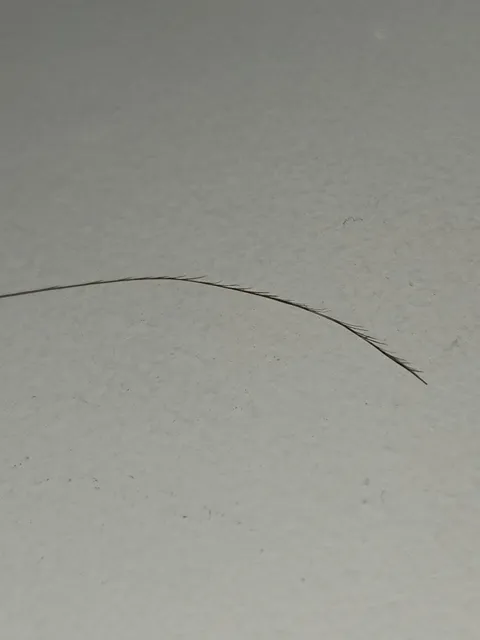 One of my hairs has 27+ split ends.