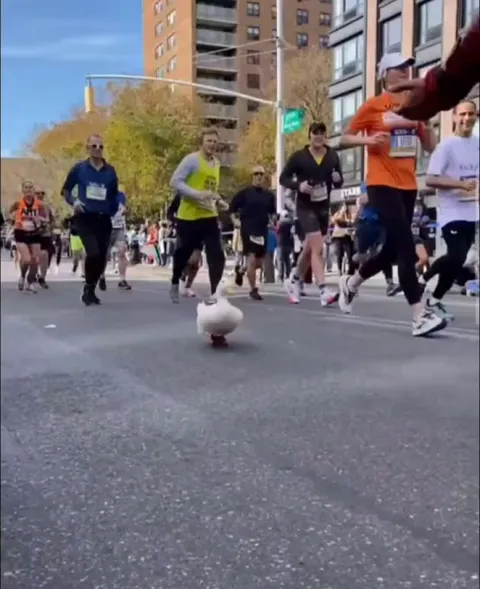 This duck ran the New York Marathon. And look at them shoes!