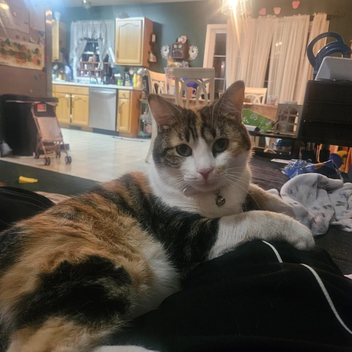 Took the kids to Petsmart for a fish, left with a cat. She's chill.