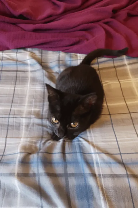 Paid $13 to adopt a baby void from the shelter in October 🎃👻