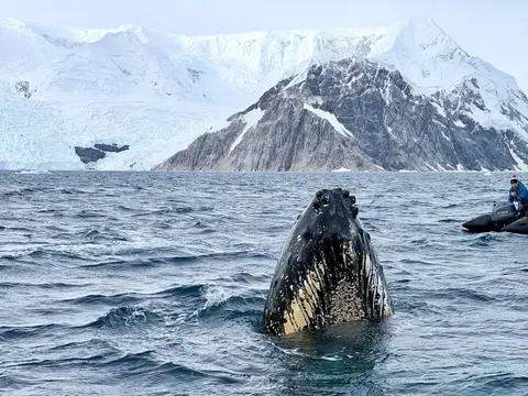 10 days in Antarctica: Wildlife, the Drake Passage and what the expedition was like [OC]