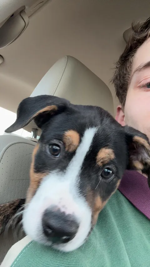 Is this a Swiss mountain dog