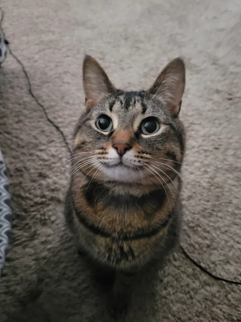 I caught my cat being extra photogenic!