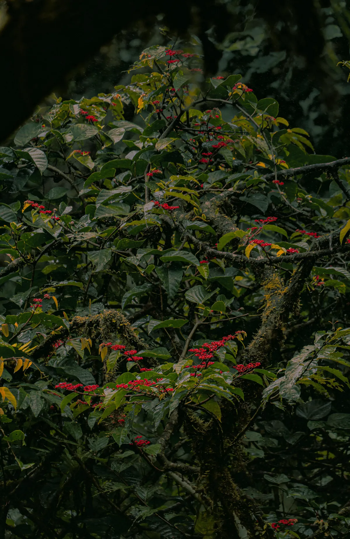 A little slice of pura Vida 📍 Costa Rica