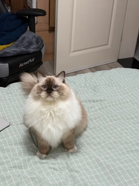 Snowball the floof is here!