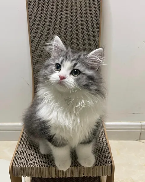 Katze Katze Katze ist so süß