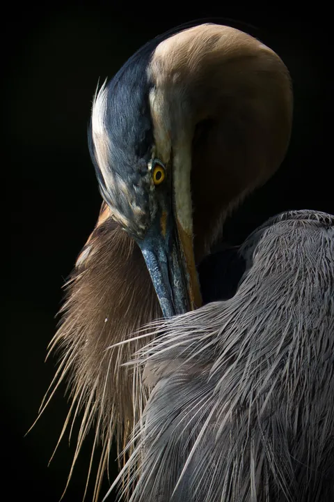 Great Blue Heron