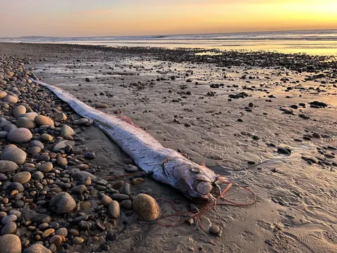 Oarfish keep washing ashore in California. Folklore suggests that could be a bad omen