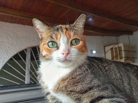 Photos of Pacha looking after the house