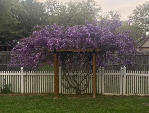 This wisteria was on a broken trellis a year ago.... removed the broken trellis and here it is now.