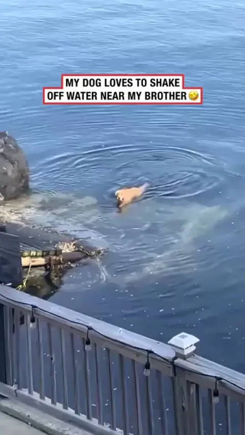 Funny hooman running MUST chase!!