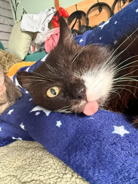 My perfect foster Dziadek passed away. He was so full of life despite the years as a neglected stray.