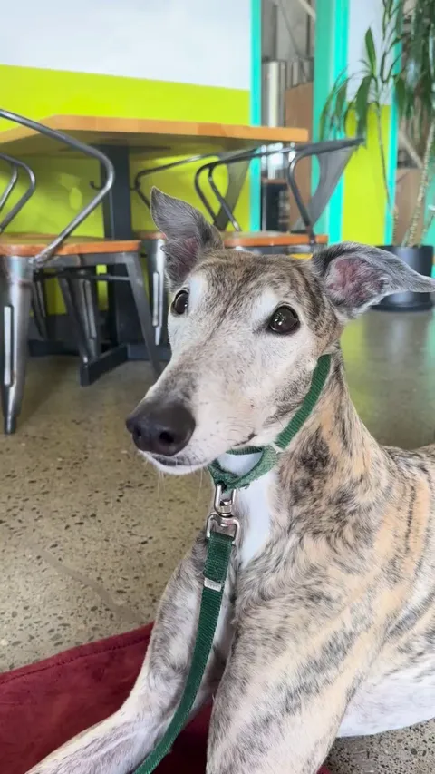Greys chatter when they are excited (or nervous). Here’s Summit anxiously awaiting a treat