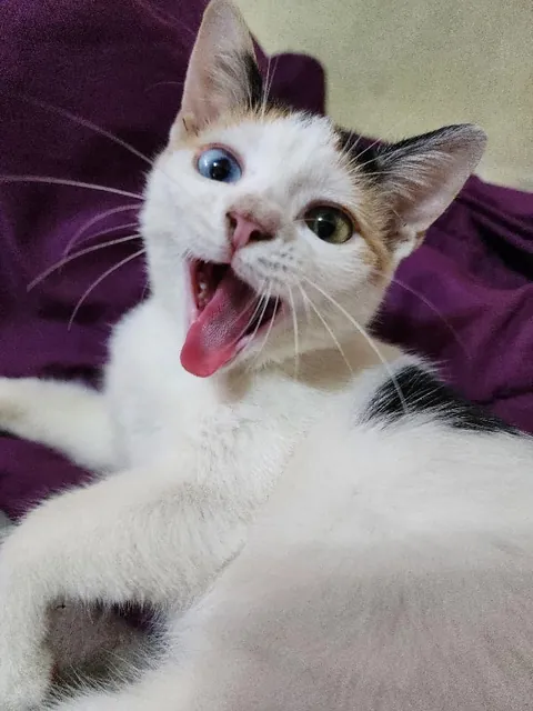 I just rescued her, help me with a name!! She is saying hiii