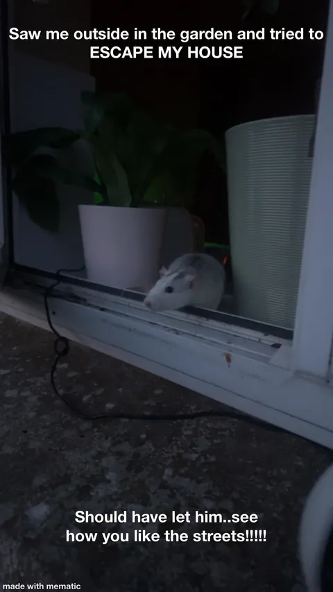 This week in RAT CRIMES 🚨