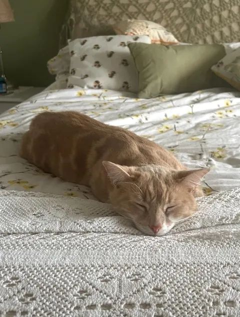 can everyone show me who my Eddie boy is in heaven with ?