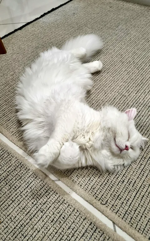 He LOVES to sleep in weird positions