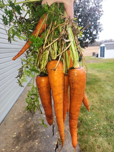 Pulled up some nice carrots this morning