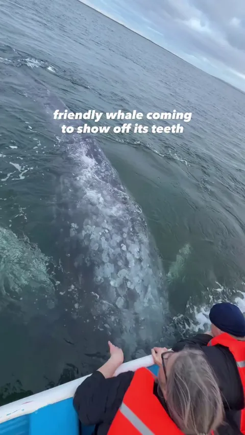 Friendly whale showing off its teeth