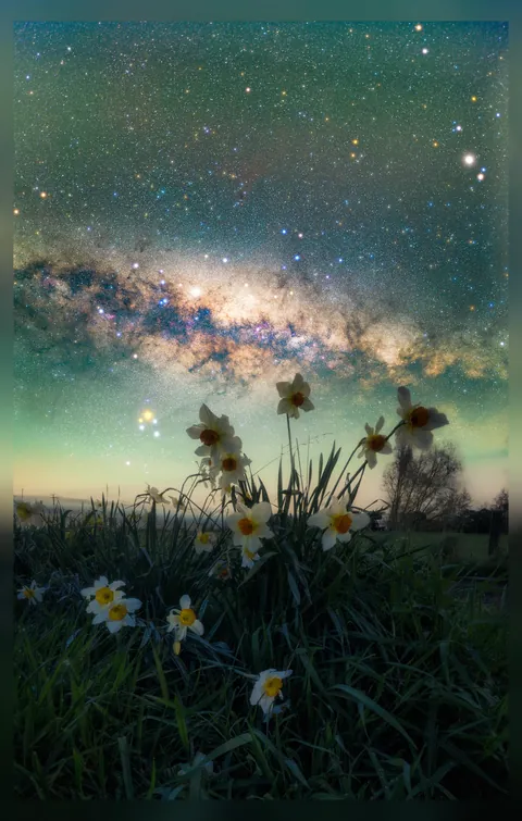 The first flowers of spring, Southland, New Zealand