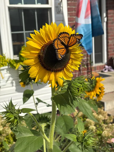 Heard that a neighbor has been complaining about these "noxious weeds" of mine. 😆