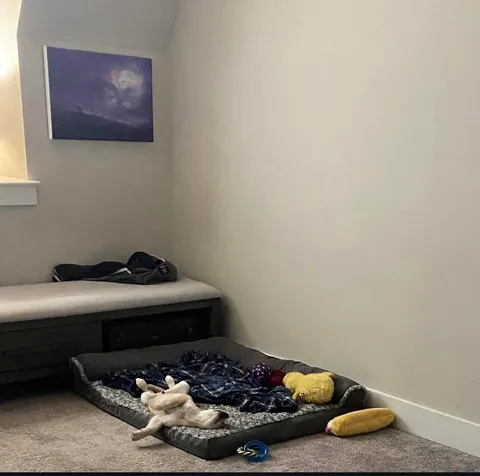 Happy Gotcha Day Biscuit! 5 yrs ago we picked you up from your foster home!