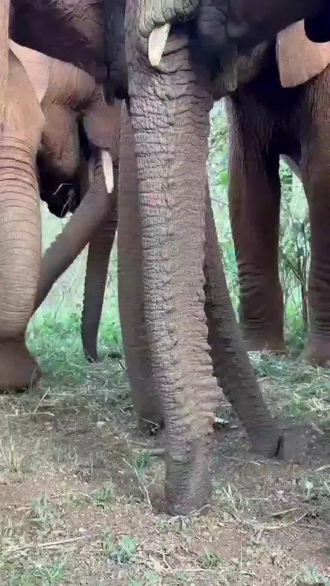 🔥 Trunks, trunks everywhere. Tasty morsels for the juvenile elephants. The sounds are delightful