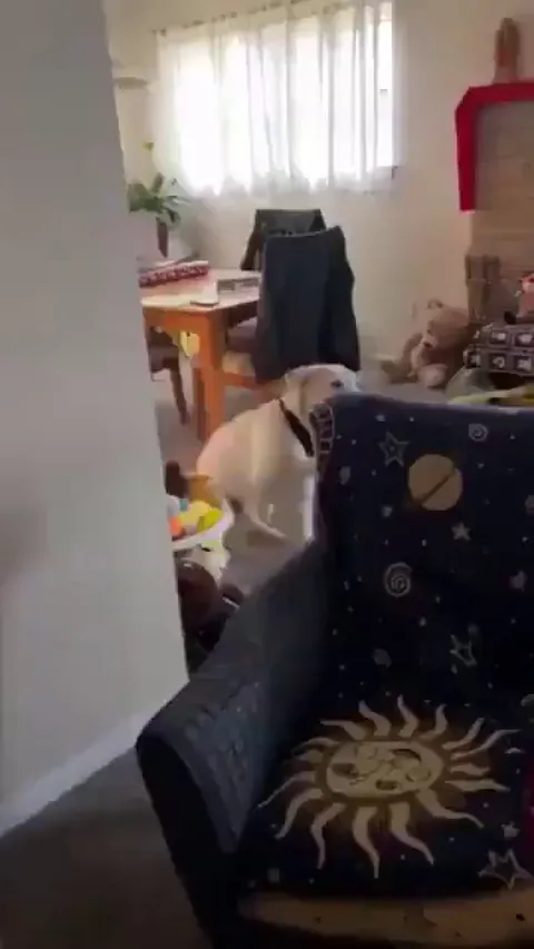 Every year this kind rescuer visits the dog he saved in his forever home