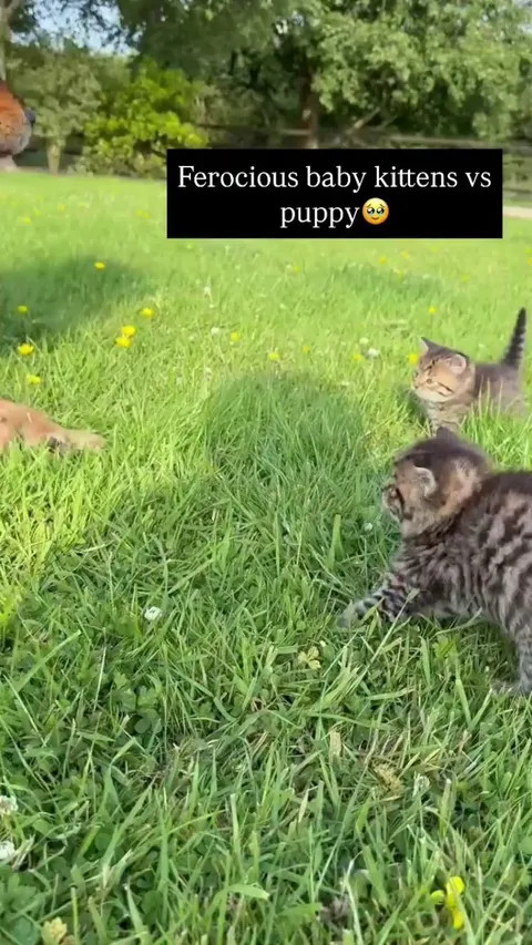 They will be best friends soon 🤣🤣🤣 -- Egle