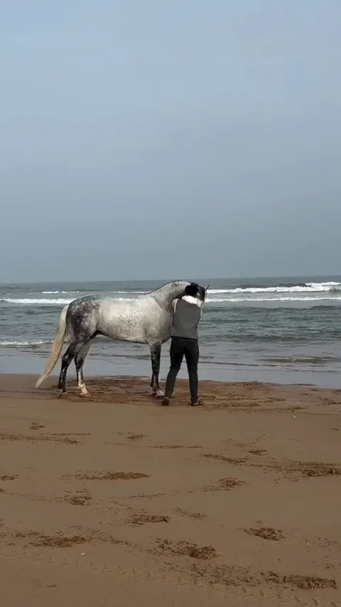 Horse enjoys his freedom