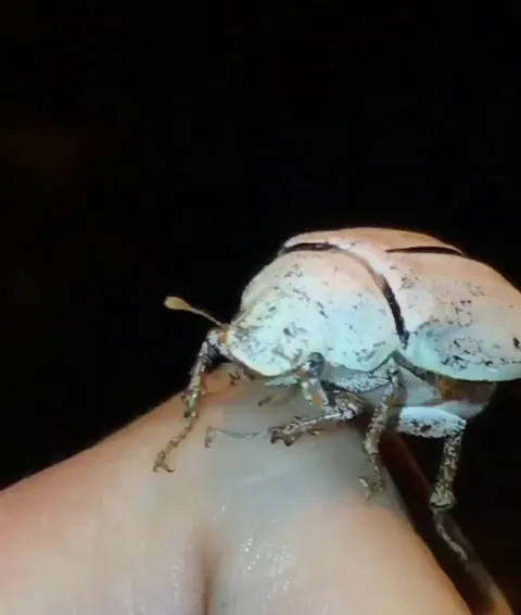 🔥Cyphochilus is a genus of beetle with unusually white scales, while the exoskeleton underneath is black. Until 2022, these scales were whiter than any artificial material produced.