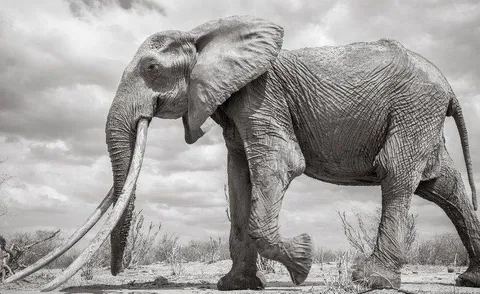 🔥 Photo of a 60-year old female elephant known as F_MU1, one of the last known African 'super tuskers'. Passed away recently of natural causes. Photo by Will Burrard-Lucas.