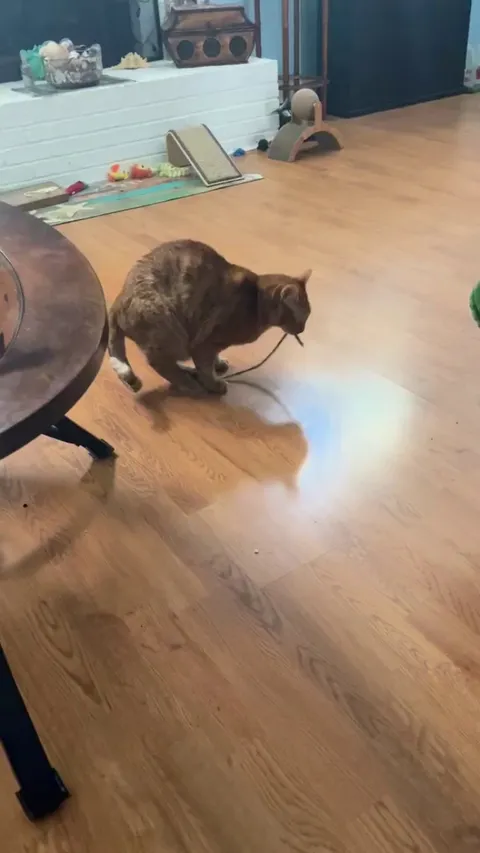 What is wrong with my parents cat?