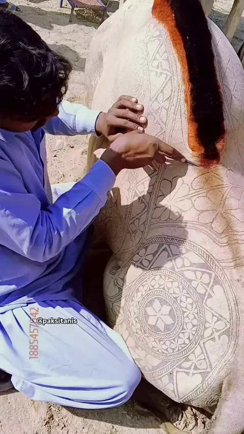 Camel being hair-styled for upcoming Eid Festival