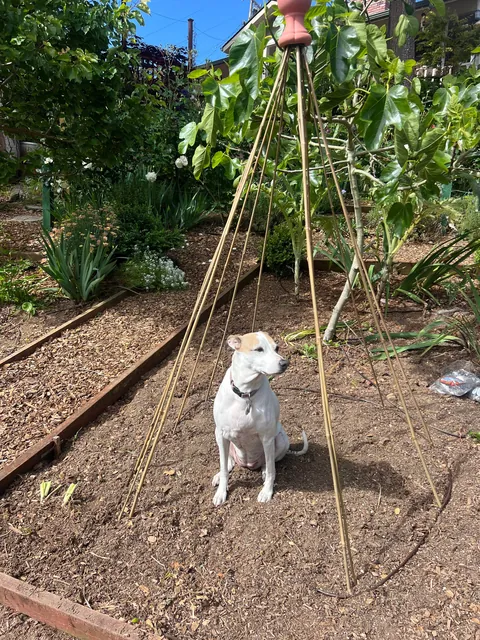 If you love your garden, it’ll love you back (Pt 2)