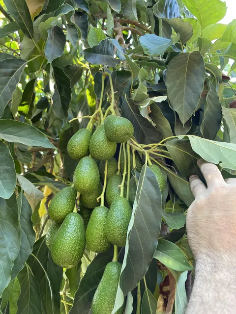 A while ago I posted about my avocado tree that I planted from seed having grown its first fruits. Here’s a picture I took of it today.