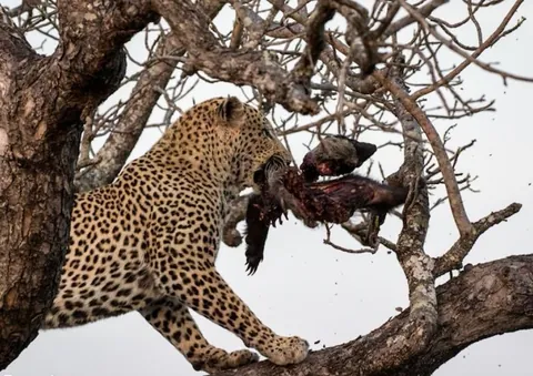 Compilation of leopards with their honey badger kills