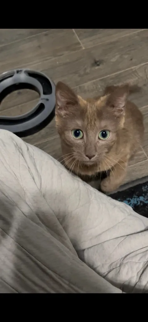 What color is my new baby