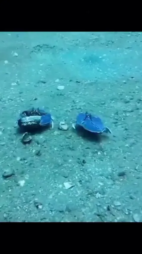 Smooth box Crabs fighting for a wife