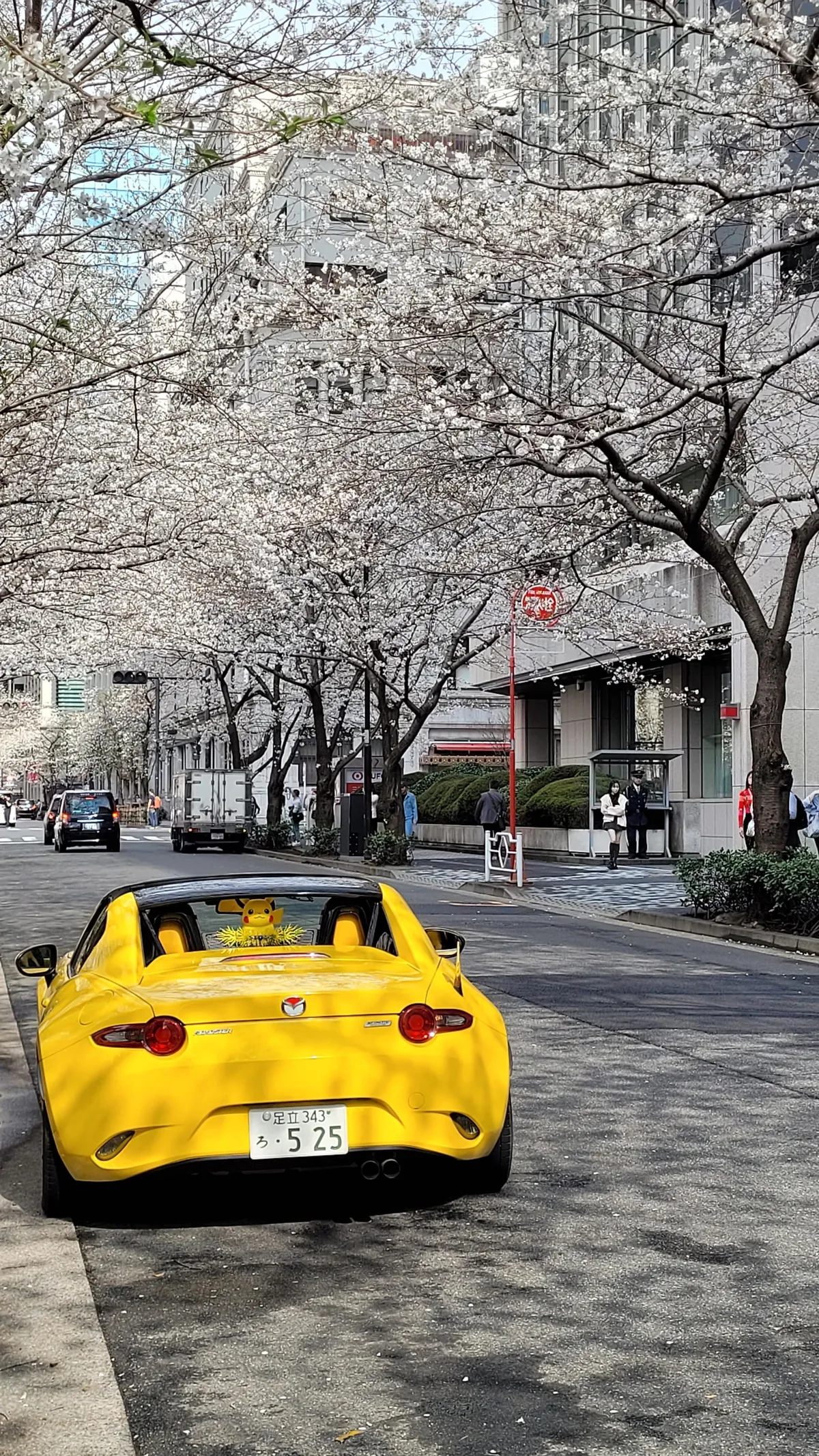 Tokyo under cherry blossoms, Mar/Apr 2025
