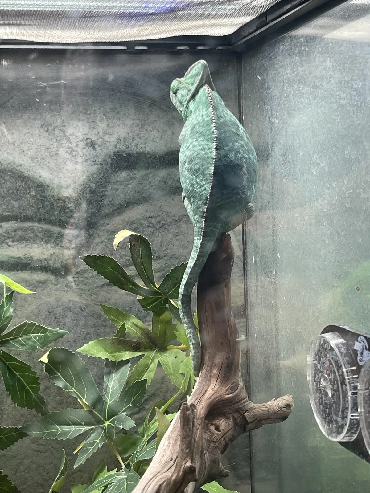 Saw a fat chameleon today