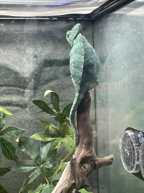 Saw a fat chameleon today