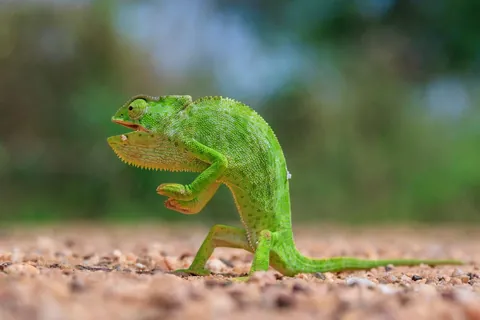 🔥🔥the Best funny nature pics